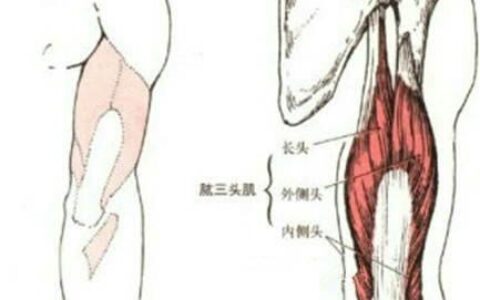 "肱三頭肌長頭增肌專項力量訓練：3個動作讓手臂壯實有力有型"