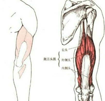 "肱三頭肌長頭增肌專項力量訓練：3個動作讓手臂壯實有力有型"