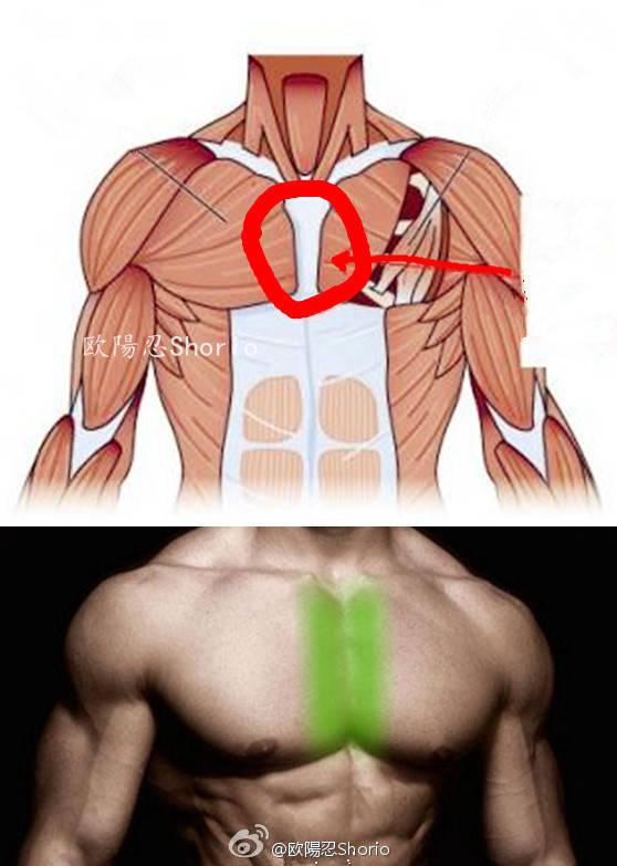 "要想胸肌有型還需加強胸肌中鋒的訓練：一組動作讓胸肌聳立雄闊"