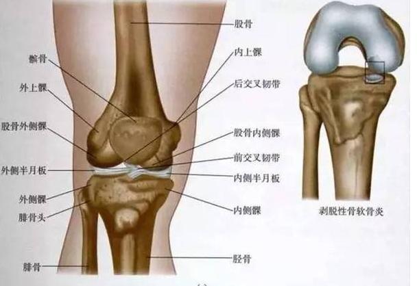 "膝關節康復訓練：7個動作康復髕腱炎，髂脛束症候群緩解膝蓋疼痛"