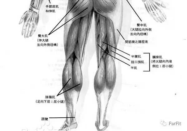 "健身不練腿，你好意思說你在健身嗎？下半身決定下半生！"