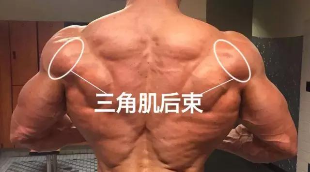 好看的肩膀靠鍛煉，如何安排三角肌組合鍛煉？