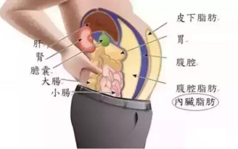 "為什麼腹部脂肪最難減！如何重現平坦小腹？"