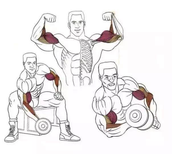 "孤立動作——讓肌肉單獨承受負荷，最大刺激肌肉！"