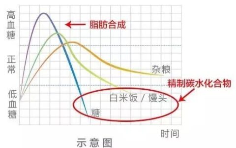 "吃得對，減肥才事半功倍！容易胖又容易餓的你必須了解這條曲線！"