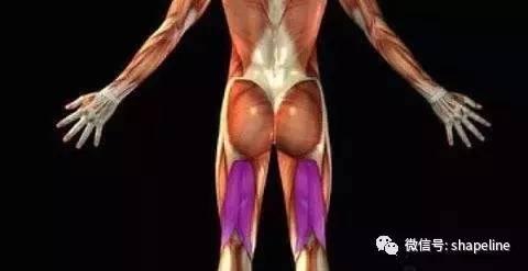 膕繩肌：構建腿部力量與穩定的大功臣！忽略它是你的損失！