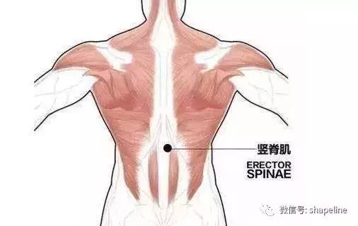 豎脊肌，強韌卻又脆弱，我們該如何保護它？