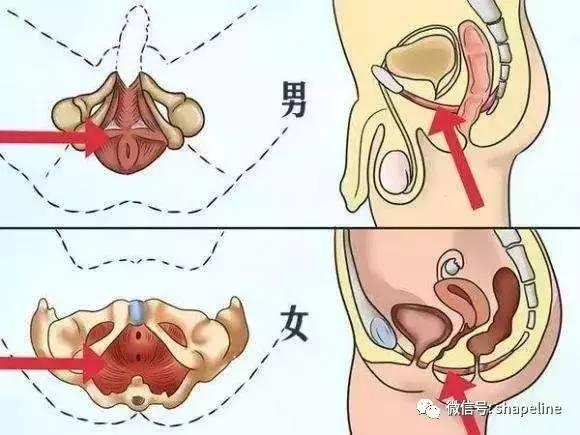 健身會讓男性丁丁縮水？太天真了，原因在這裡！