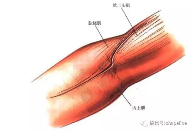 如何打造傲人的肱二頭肌？這三點才是重中之重！