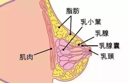 健身後，老婆咪咪變小了怎麼辦？在線等，挺急的！