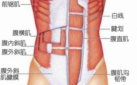 別只知道練腹肌，你知道腹肌的組織構造嗎？