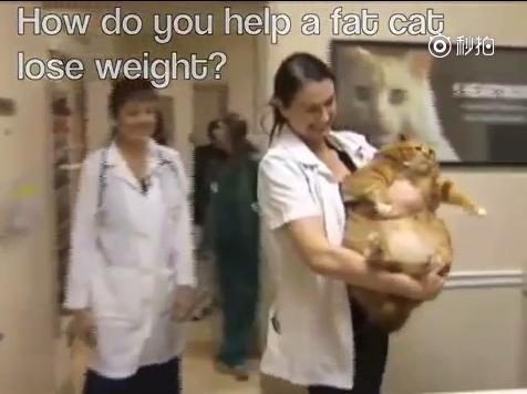 40斤橘貓甩肉22斤，減肥過程太搞笑了！