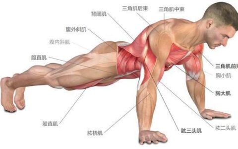 11個不同等級的伏地挺身動作，從易到難，你能做到第幾個？