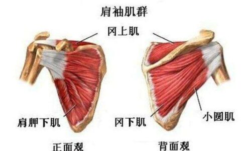 保證肩關節不受損傷，不要忽略小肌群的訓練