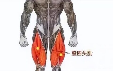 不管男女，練好這里讓你的膝蓋更強、更健康