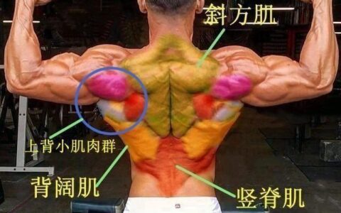 針對整個背部肌群，強化訓練6個動作，你也能練出倒三角身材