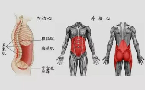 鍛鍊核心肌群好處多，動作簡單也不難練，幫你縮小腰圍挺拔身姿
