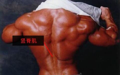 豎脊肌對於腰部的重要性很大，推薦兩個動作，教你練好豎脊肌
