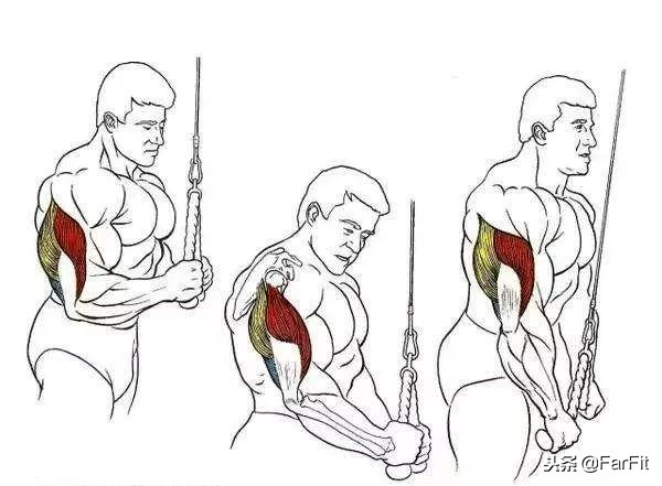 練好肱三頭肌是增粗手臂的關鍵！4種針對肱三頭的長頭鍛鍊方法