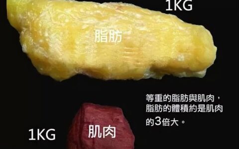 脂肪是如何分解出體外的？怎麼減掉體內多餘脂肪？